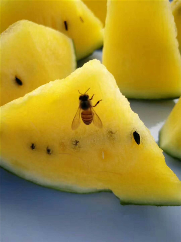 鳳梨西瓜