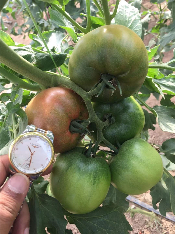悅蔬草莓番茄